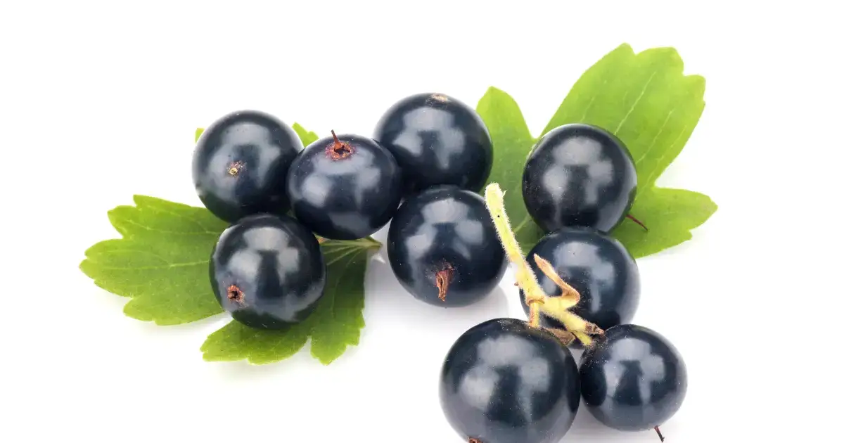 Why Blackcurrant Supplements Are a Must for Active Travelers 1 Why Blackcurrant Supplements Are a Must for Active Travelers